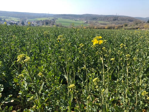 Bad Bodendorf - Panoramaweg