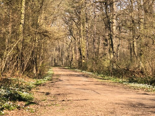 Apollinaris-Schleife (Premiumwanderweg)