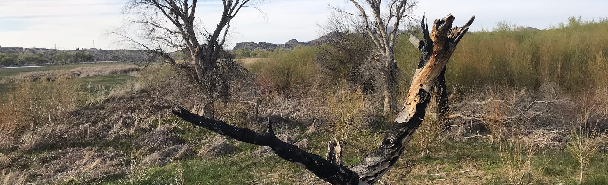 Horseshoe Lake Loop, California 57 Reviews, Map AllTrails