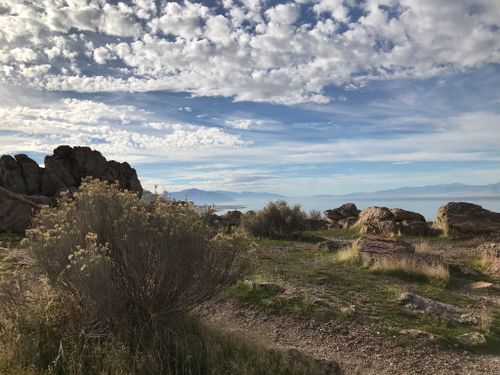 are dogs allowed on antelope island