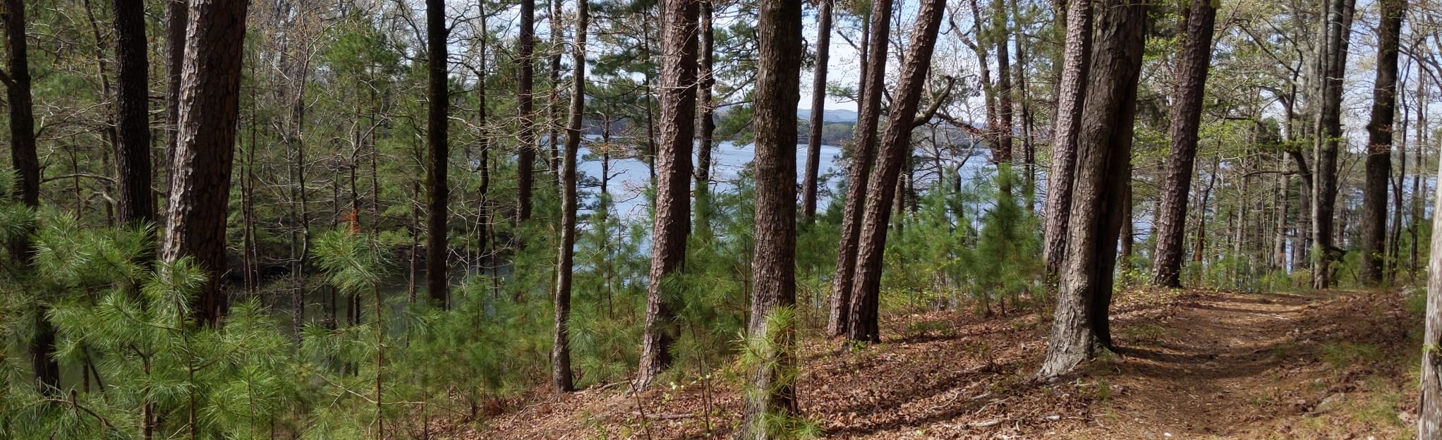 Homestead Loop and Eagle Vista Loop, 325 Fotos - Arkansas | AllTrails