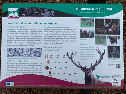 Südheide 'Der Urwald im Lüß' W8m (mittlere Tour)