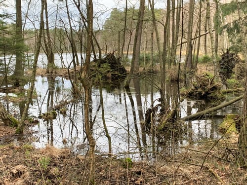 Südheide 'Beim Hecht im Karpfenteich' W14l (lange Tour)