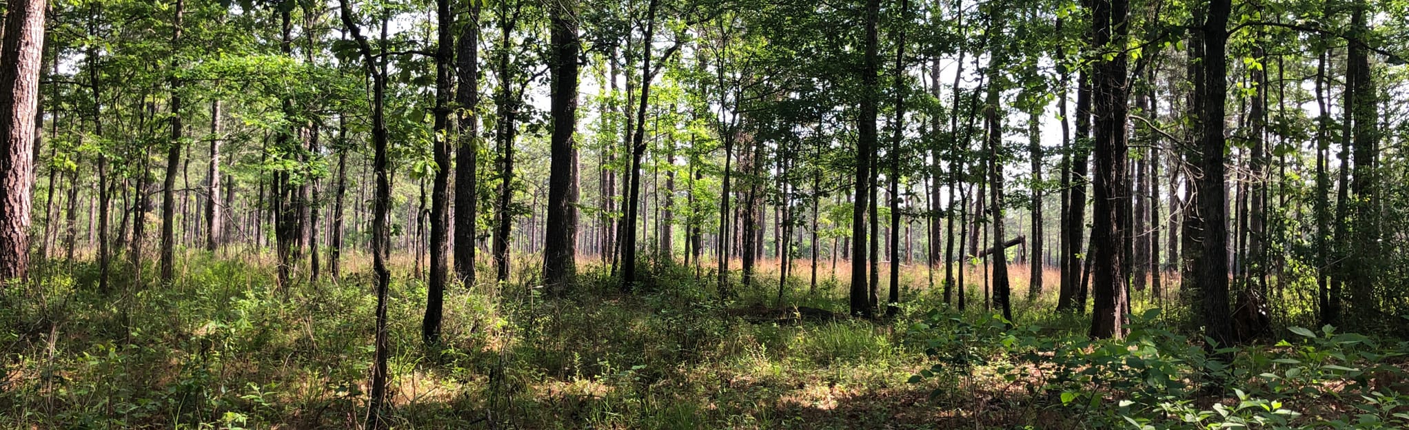 Lake Ramsey Horse Branch Trail 38 Reviews, Map Louisiana AllTrails