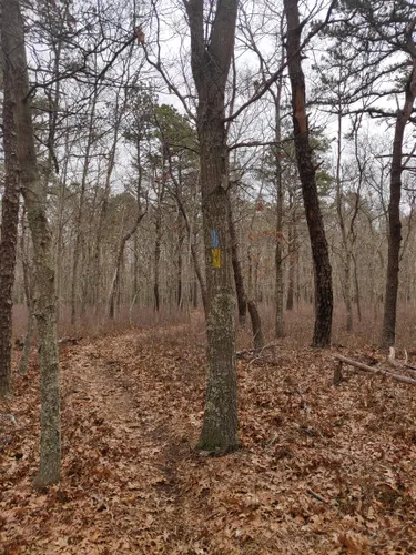 Coastal Beauty: 5 Beautiful Hiking Trails in East Hampton - New York