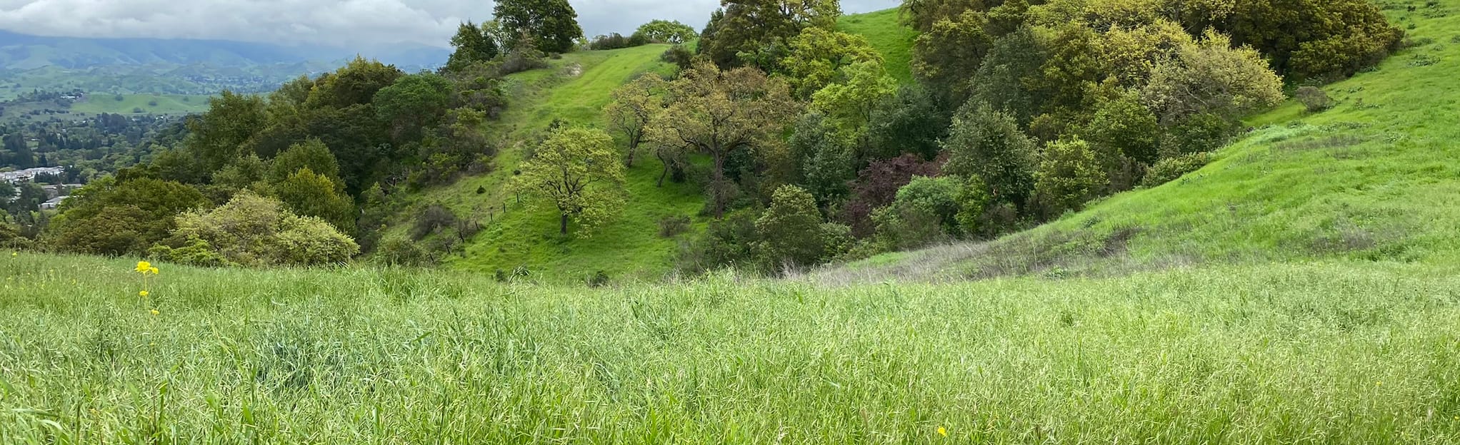 Lucas Ridge, California 59 Reviews, Map AllTrails