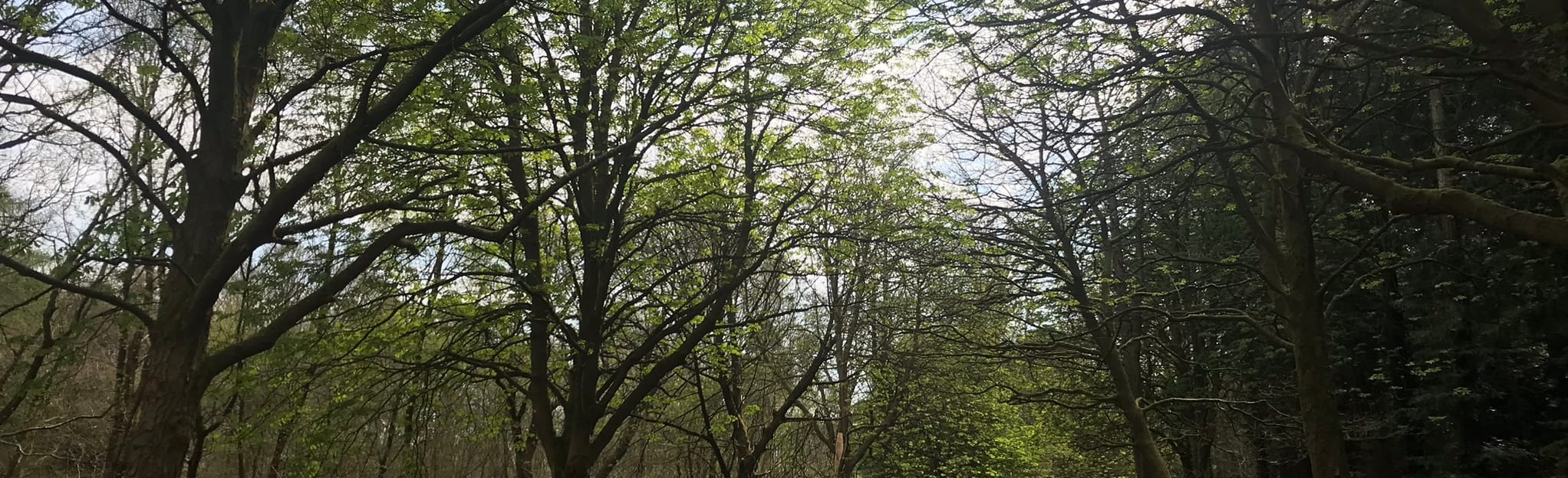 Worth Forest Circular, West Sussex, England 100 Reviews, Map AllTrails