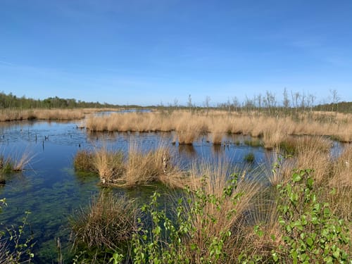 Meerstalblok Bargerveen