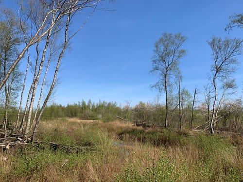 Meerstalblok Bargerveen