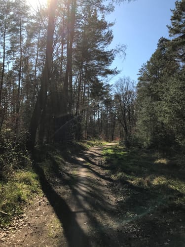 Spessartspur "Niederrodenbacher Barbarossaquelle und Klosterruine"