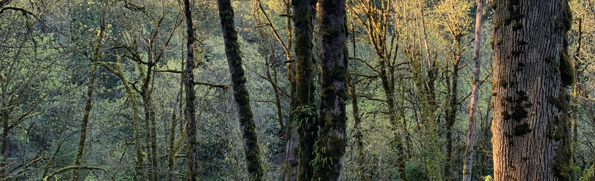 Alder Trail 61 Reviews, Map Oregon AllTrails