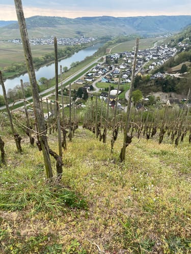 Moselblick Ensch