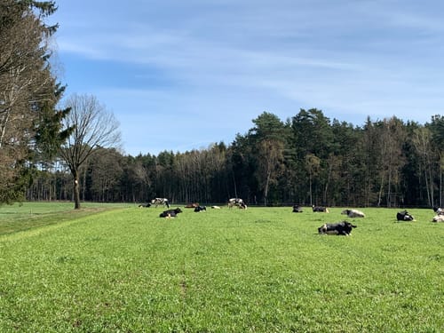 Südheide W15l: Wo Eisvogel und Fischotter sich Gute Nacht sagen (lang)