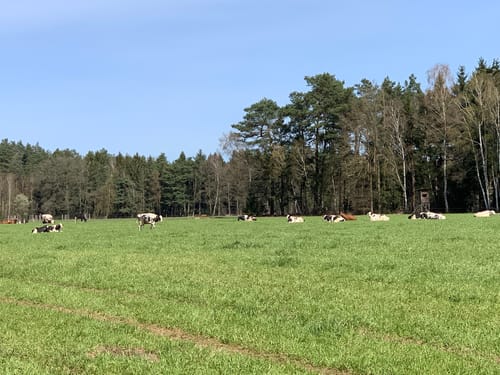 Südheide W15l: Wo Eisvogel und Fischotter sich Gute Nacht sagen (lang)