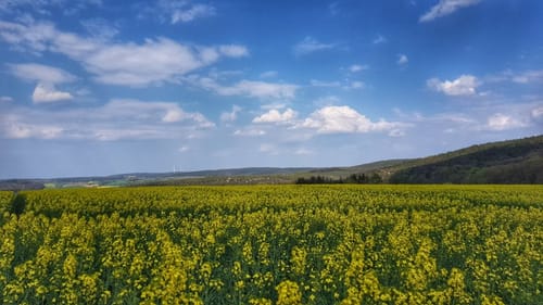 Mountainbike-Rundstrecke Höchst (Hö 1)