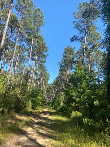 De 10 beste routes in Sam Houston - EyJidWNrZXQiOiJhc3NldHMuYWxsdHJhaWxzLmNvbSIsImtleSI6InVwbG9hZHMvcGhvdG8vaW1hZ2UvMjU5ODg0NjAvYTIzNDMwYTdhZGY2NTI5ZjUyZDhlNzJmOTBmNzIyNjEuanBnIiwiZWRpdHMiOnsidG9Gb3JtYXQiOiJqcGVnIiwicmVzaXplIjp7IndpZHRoIjo1MDAsImhlaWdodCI6NTAwLCJmaXQiOiJpbnNpZGUifSwicm90YXRlIjpudWxsLCJqcGVnIjp7InRyZWxsaXNRdWFudGlzYXRpb24iOnRydWUsIm92ZXJzaG9vdERlcmluZ2luZyI6dHJ1ZSwib3B0aW1pc2VTY2FucyI6dHJ1ZSwicXVhbnRpc2F0aW9uVGFibGUiOjN9fX0=