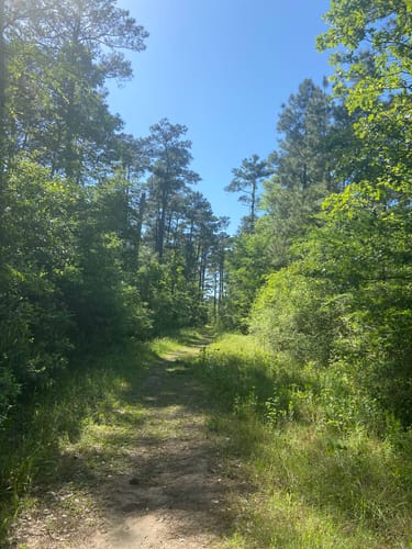 De 10 beste routes in Sam Houston - EyJidWNrZXQiOiJhc3NldHMuYWxsdHJhaWxzLmNvbSIsImtleSI6InVwbG9hZHMvcGhvdG8vaW1hZ2UvMjU5ODg0NjQvYWI4OTdkNTg3NDcxMjI0NWVjMzZmY2VhMTY4YmU2OGMuanBnIiwiZWRpdHMiOnsidG9Gb3JtYXQiOiJqcGVnIiwicmVzaXplIjp7IndpZHRoIjo1MDAsImhlaWdodCI6NTAwLCJmaXQiOiJpbnNpZGUifSwicm90YXRlIjpudWxsLCJqcGVnIjp7InRyZWxsaXNRdWFudGlzYXRpb24iOnRydWUsIm92ZXJzaG9vdERlcmluZ2luZyI6dHJ1ZSwib3B0aW1pc2VTY2FucyI6dHJ1ZSwicXVhbnRpc2F0aW9uVGFibGUiOjN9fX0=