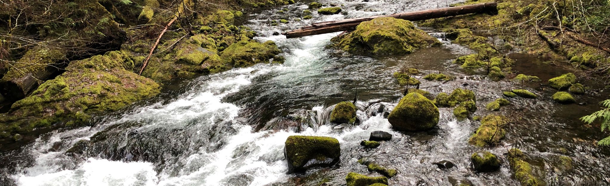 Bagby Hot Springs Trail [CLOSED] | Map, Guide - Oregon | AllTrails