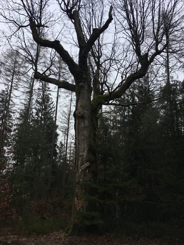 Rundwanderweg Rüdenau 1 : Rüdenauer Bergwanderweg