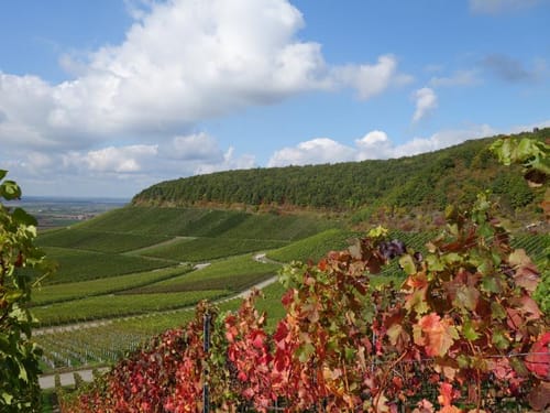 Iffigheimer und Bullenheimer Berg