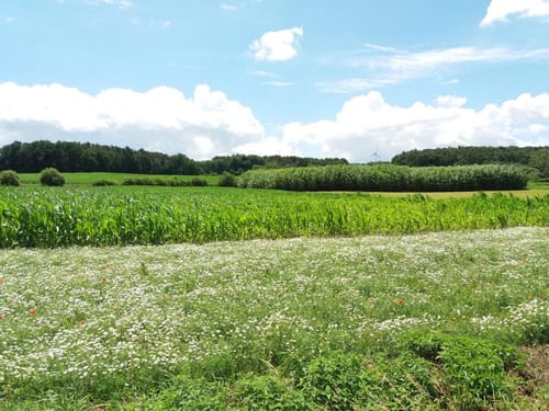 Ökumenischer Biebelweg Wachenroth