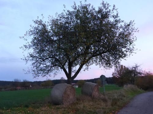Saueiche ab Braidbach