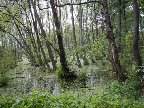 Lübben - Schlepzig - Groß Lubolz