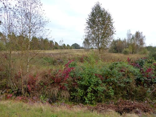 Worpswede ins Teufelsmoor