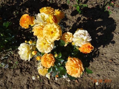 Rosarium und Sangerhausen