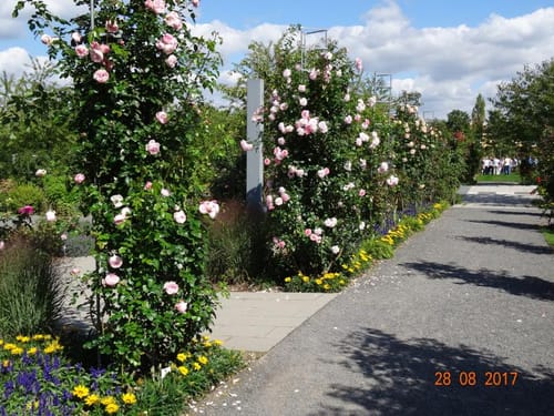 Rosarium und Sangerhausen
