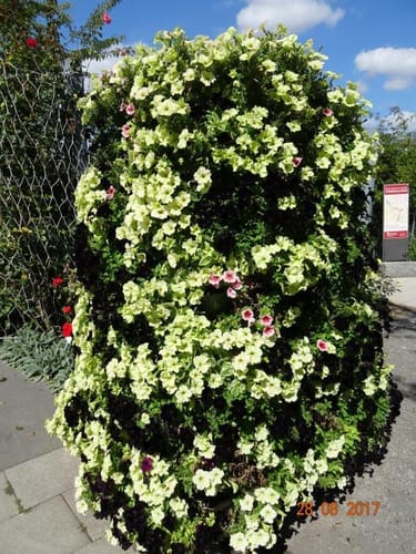 Rosarium und Sangerhausen