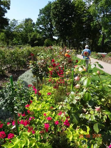 Rosarium und Sangerhausen