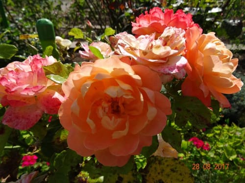 Rosarium und Sangerhausen