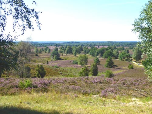 Schneverdingen nach Otter durch das NSG Lüneburger Heide