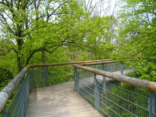 Baumkronenpfad Hainich