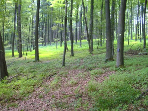 Radtour: Leopoldstal - Friedwald Holzhausen