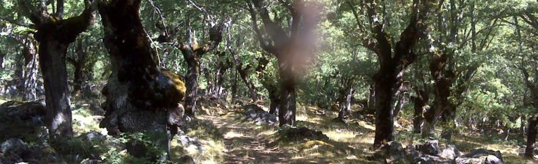 Monasterio de la Sierra Calderas de Mata El Hierro Peñalosa 4