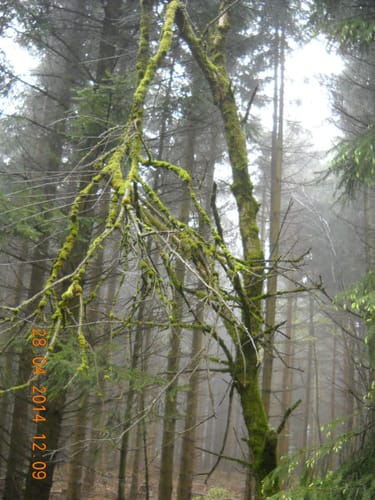 Bad Liebenstein - Inselsberg - Brotterode