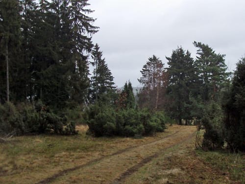 Historische Straße Wacholderweg