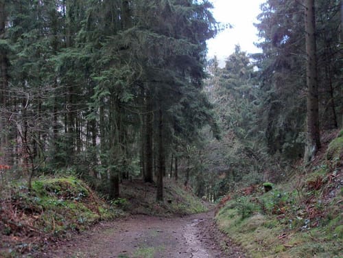Historische Straße Wacholderweg