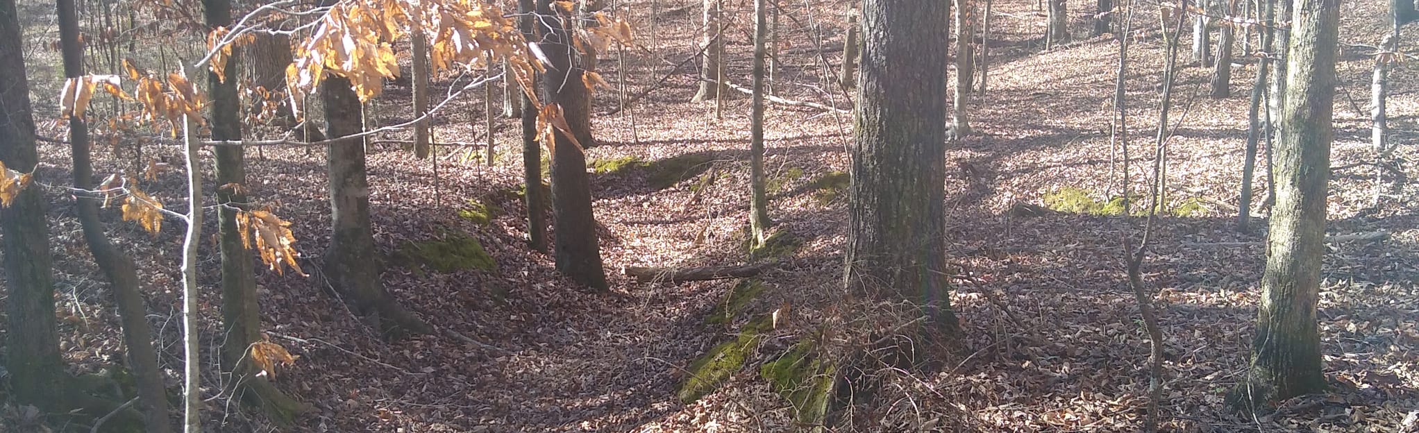 Lake Wilmore Trail, Alabama 198 Reviews, Map AllTrails