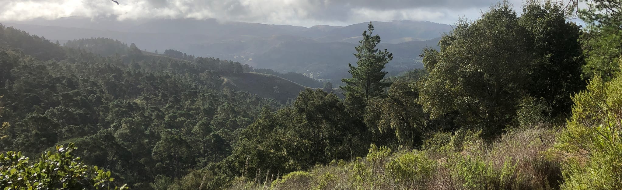 Sage and Madrone Loop Trail California AllTrails