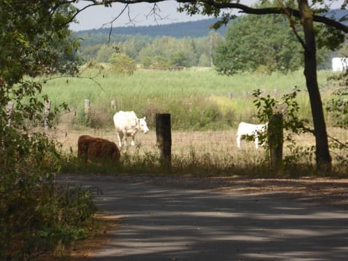 Gurkenradweg: Burg - Schönwalde