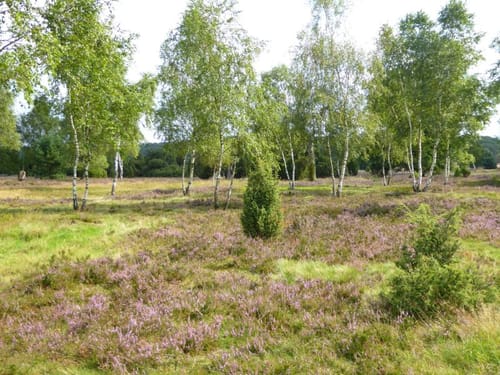 Heide Region Radweg 17