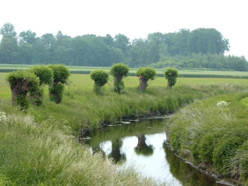 Wabe 215 Drensteinfurt