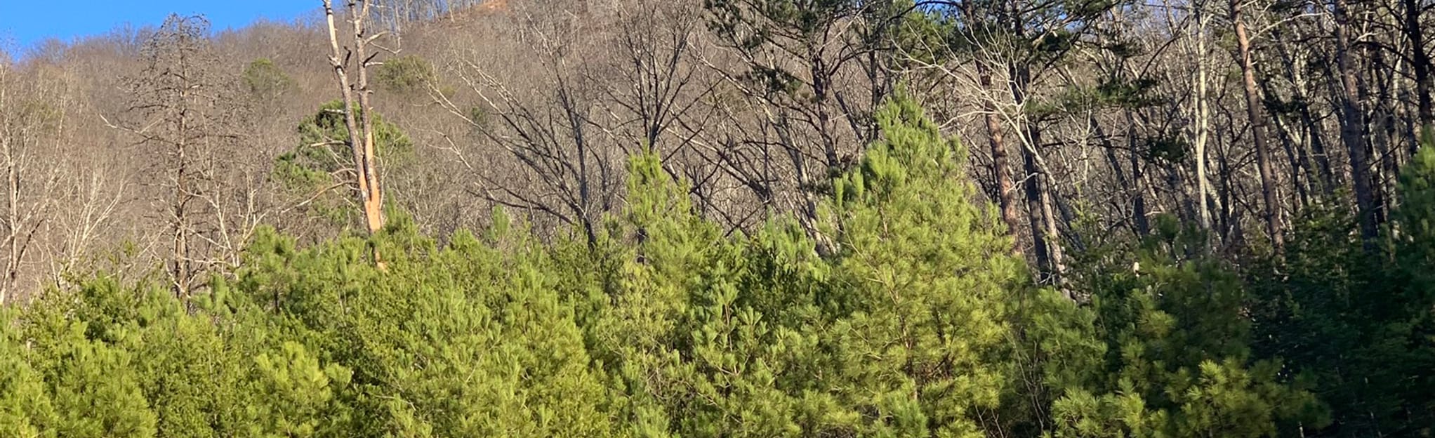 Simms Mountain Railtrail 20 Reviews, Map AllTrails