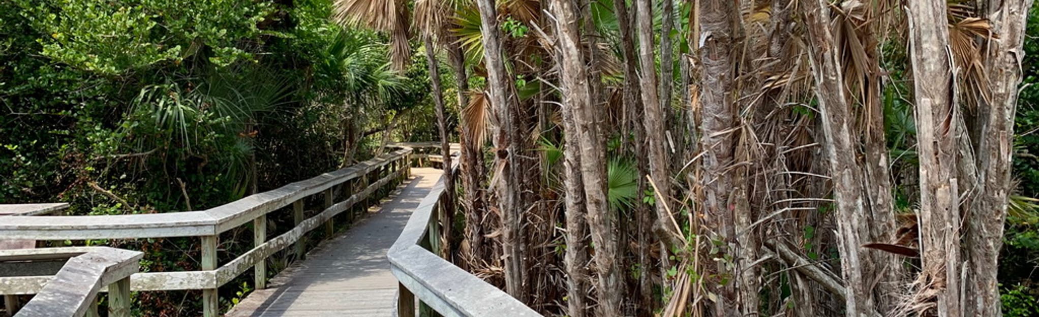 Mahogany Hammock Trail, Florida 455 Reviews, Map AllTrails
