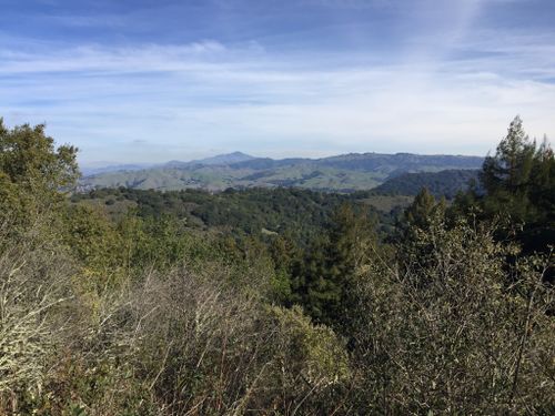 are dogs allowed in redwood regional park