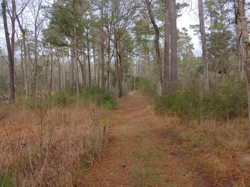 Best 10 Hiking Trails In Francis Marion National Forest 