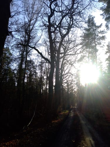 Radbruch Hohes Holz